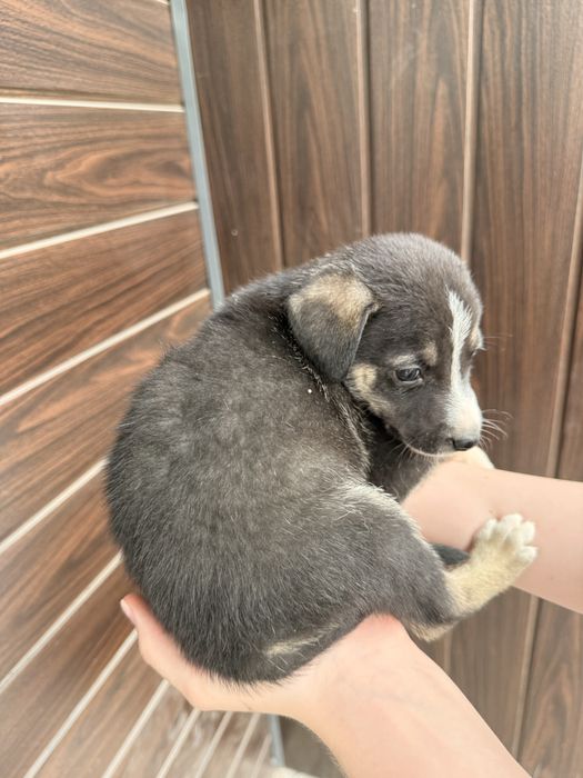 Щенок, дворняга ищет хозяина