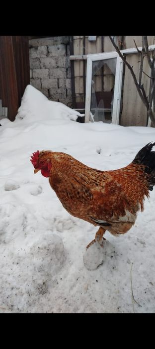 Продам  петушков