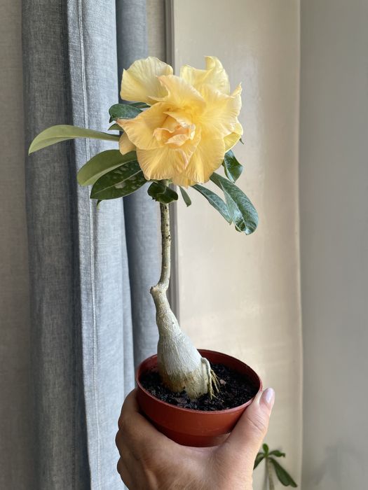 Адениум сортовой