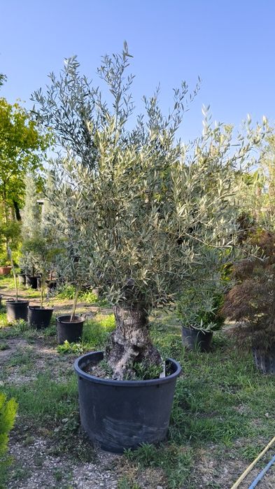 Maslini pe rod, ornamentali, seculari, bonsai rezistenti la ger