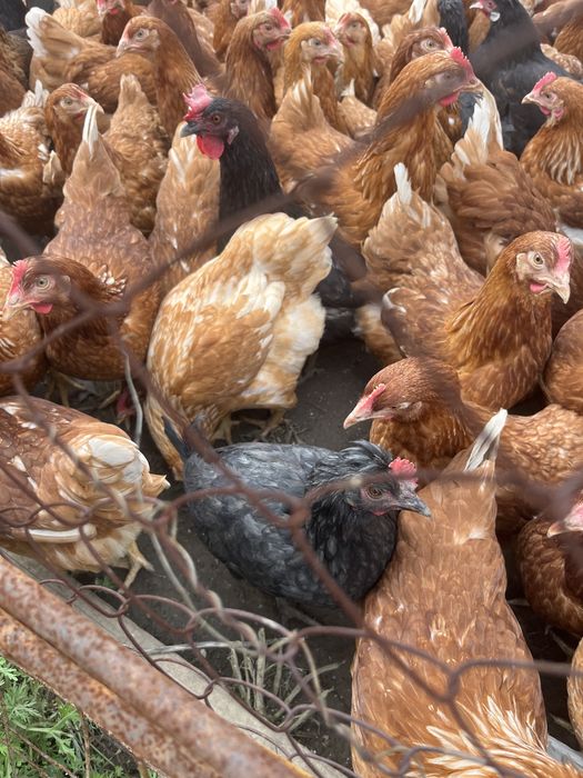 Продам домашних курей