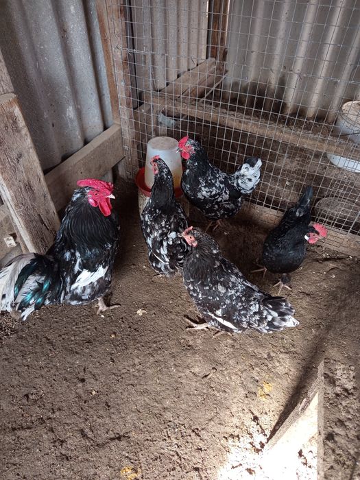 Австралоп тауықтары сатыладыылады