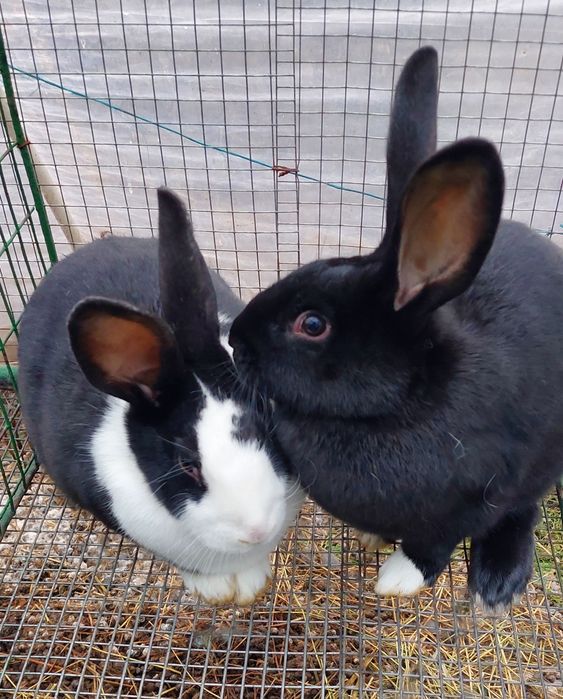 Iepuri hycole francez pui si adulți