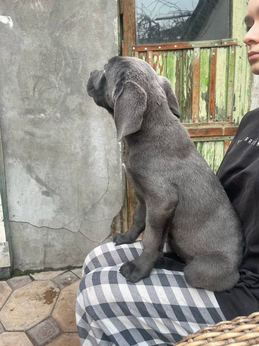 Продеются щенки Кане Корсо