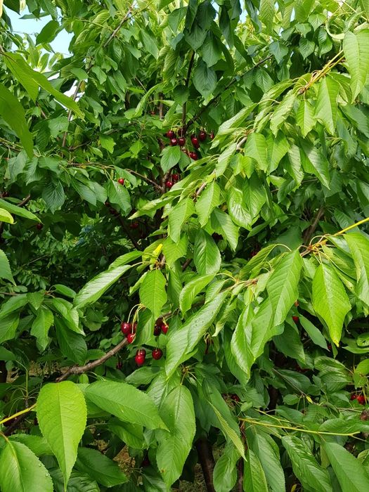 5ha Livada Ciresi la 100 km de București