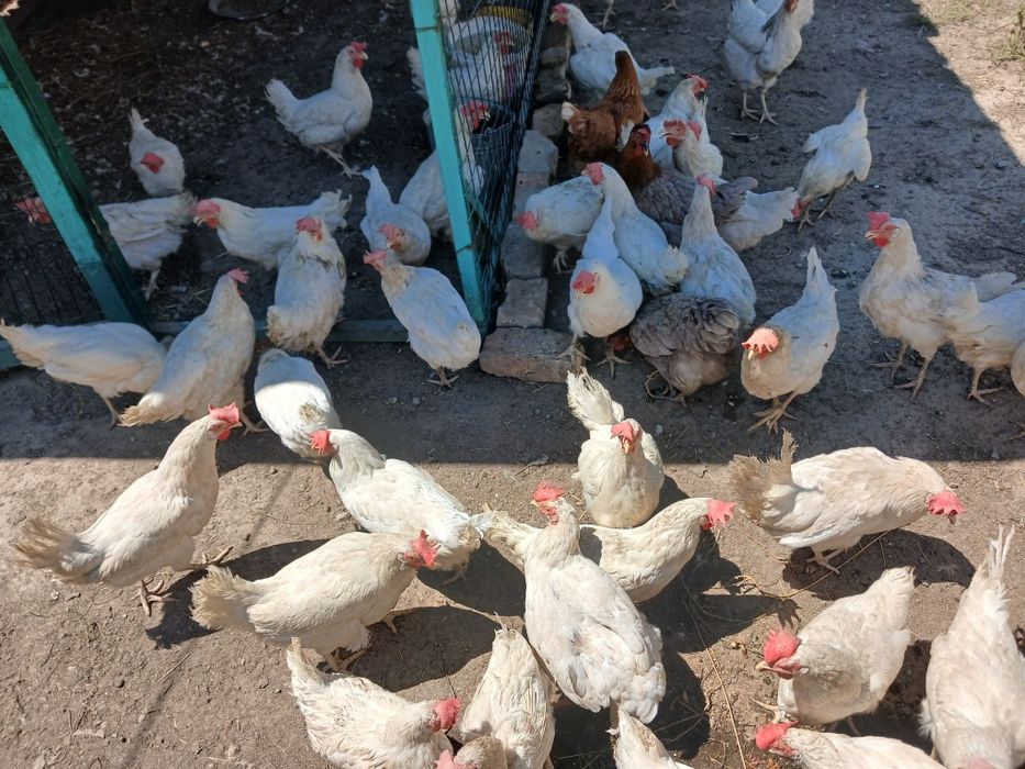 Срочно продам курей