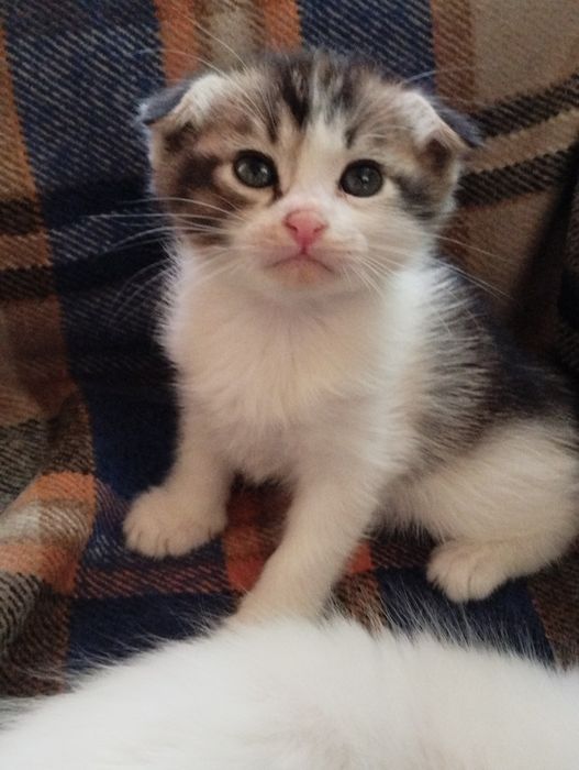 Продёться Вислоухий котёнок месячный