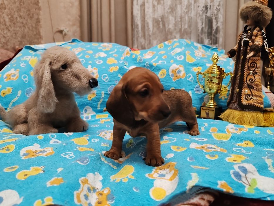 Щенки таксы стандартной с документами