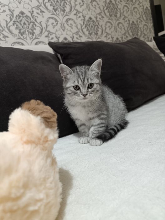 Продам котят британцы