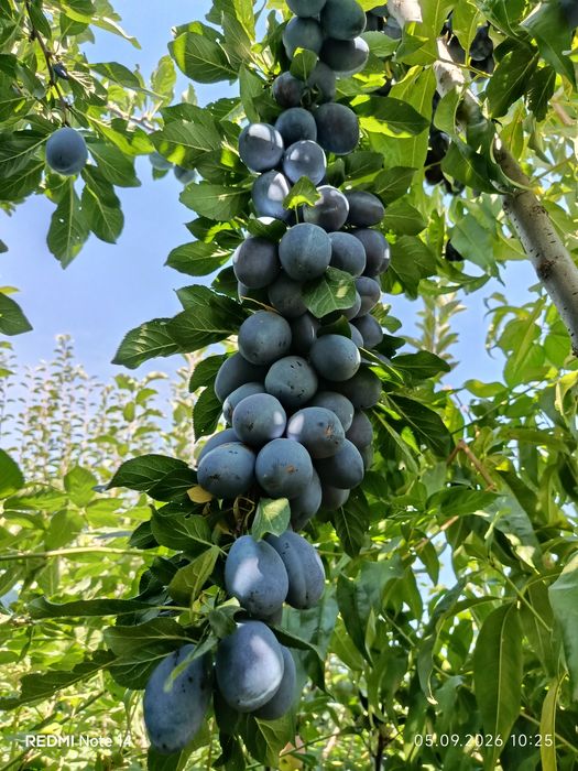 Продам сливу , груши