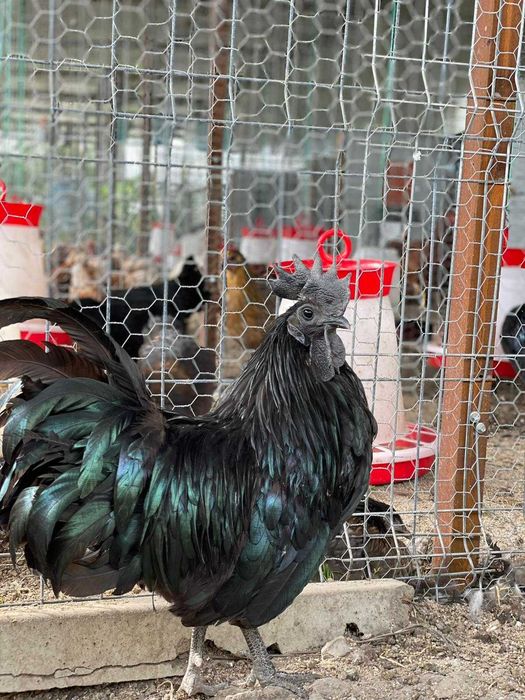 Ouă Ayam Cemani – cocoșul Ferrari și găina de lux în curtea ta
