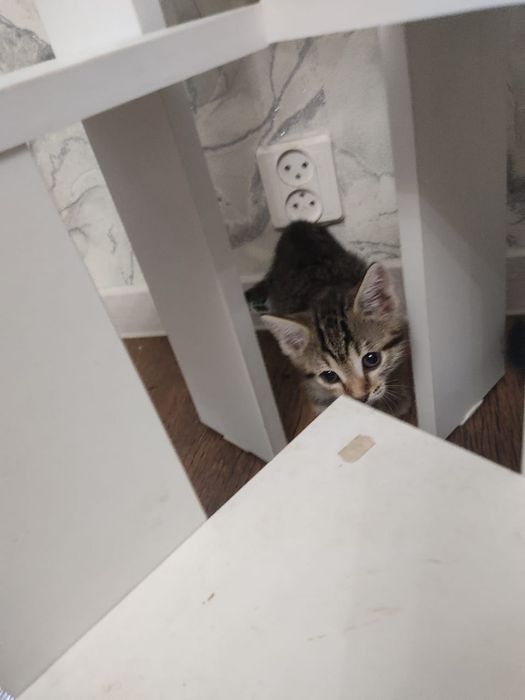 Котята (девочки)