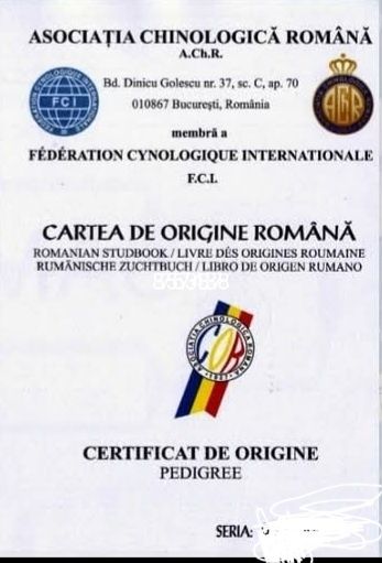Donez 8 căței amstaff
