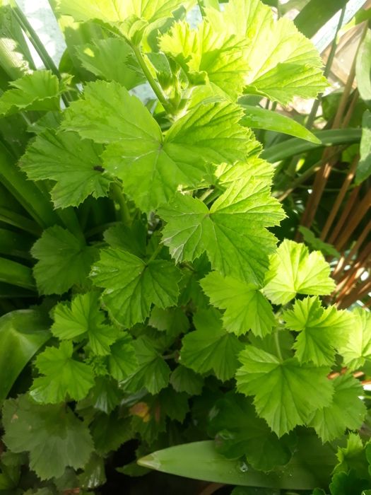 Продам комнатные цветы для дома, офиса