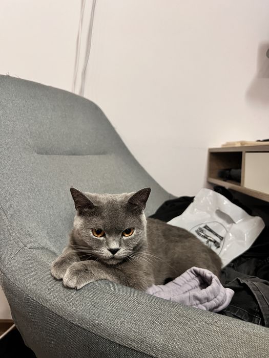 Luna -British short-hair
