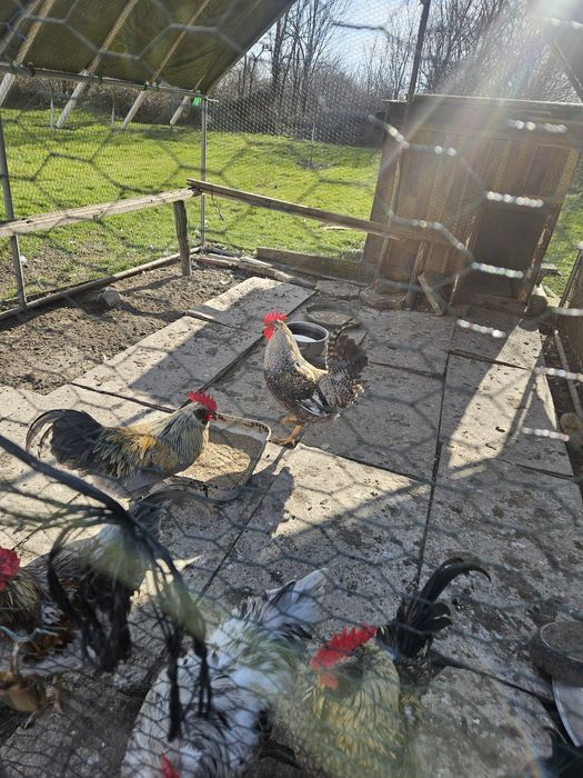 Петли на 4 месеца Амераукана и Легбар