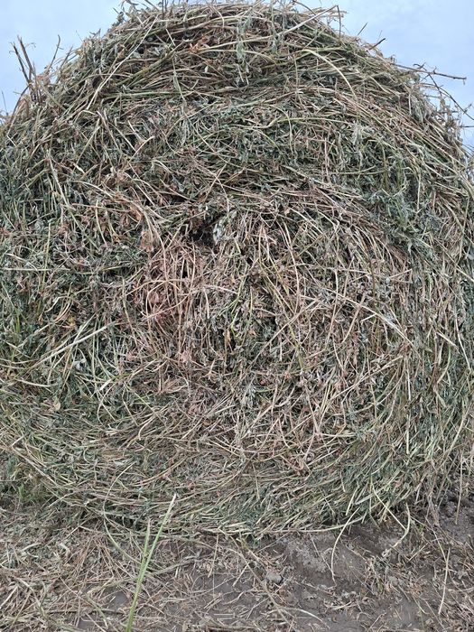 Baloți de lucernă de vânzare.