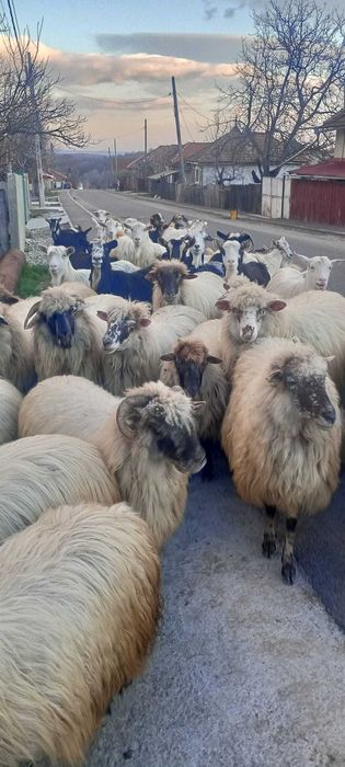 Oi si capre impreuna cu iezi si mieluti