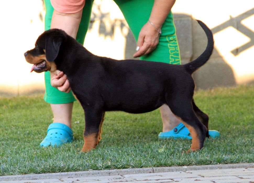 Femela rottweiler 2.5 luni calitate si genetica deosebita