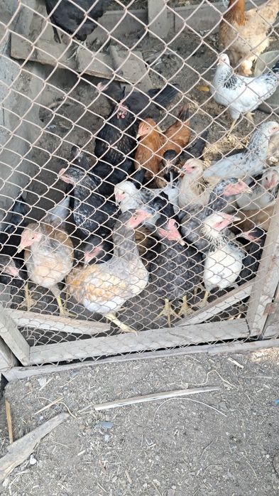 Продам  цыплят д