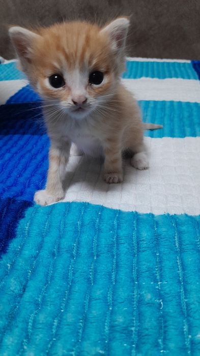 Кошки и коты милые