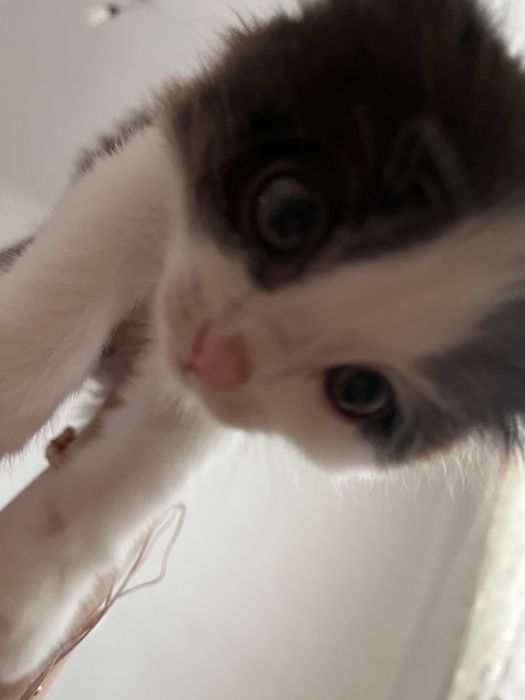 Котик, маргау девочка