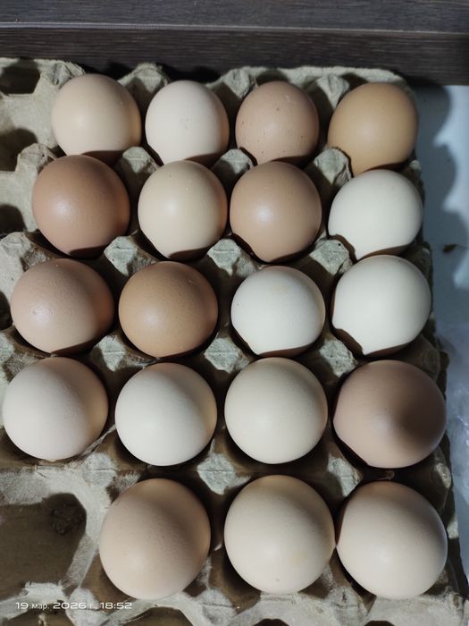 Инкубационные яйца, тухумлар  Брама