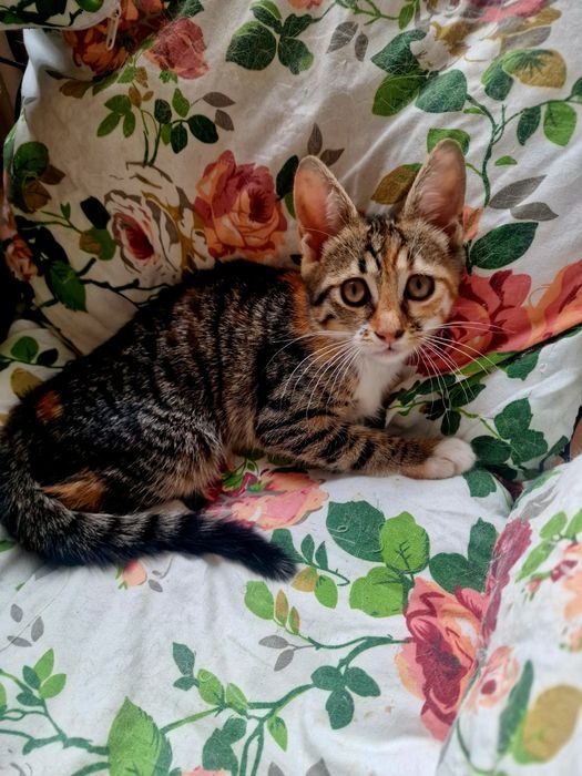 Малко коте, търси дом