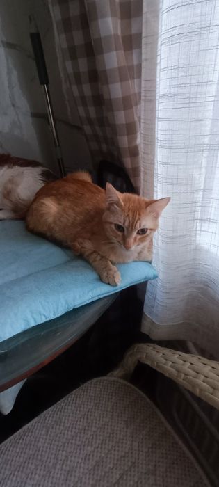 Котик, ласковый, кастрированный