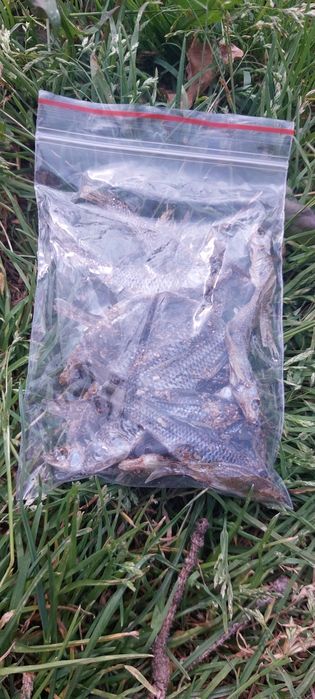 Momeală vie pentru pescuit