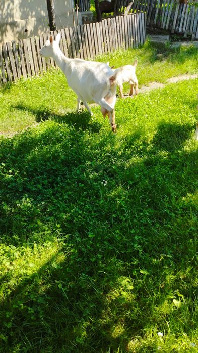 Vind capră bănățeană
