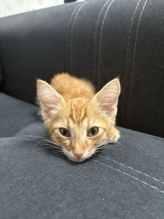 Отдам котенка мальчика в добрые руки