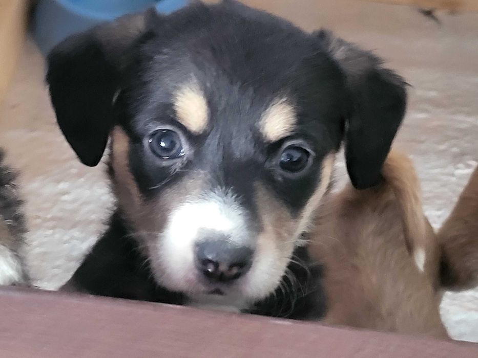 donez catei deosebiti, cauta casa la iubitori de animale