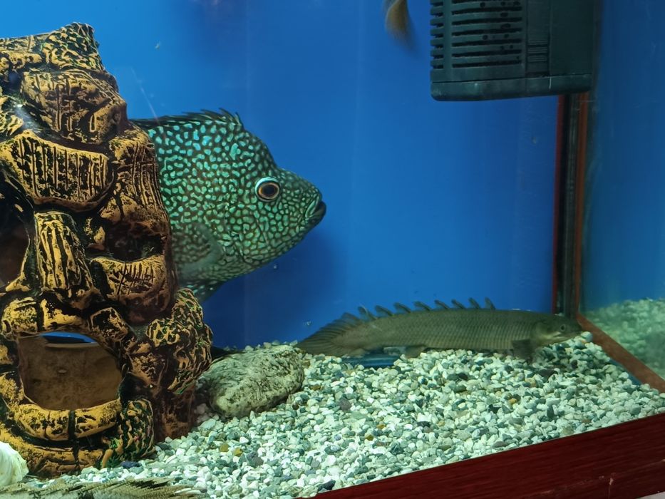 Продаю аквариум 200л