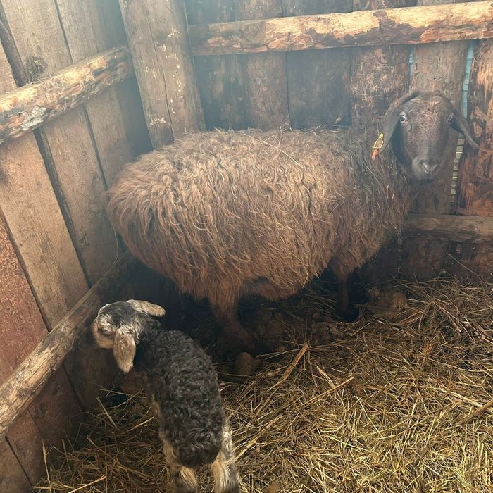 продается Бараны по сто