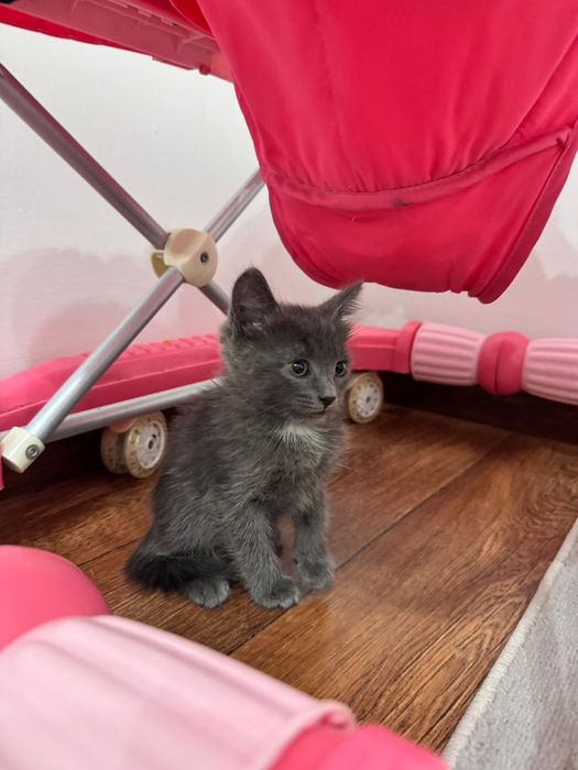 Котенок домашние