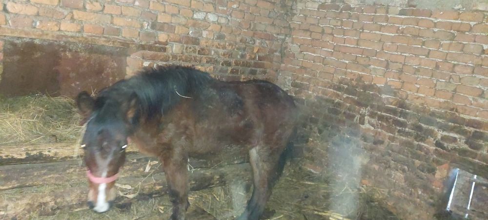 Vând Mânz blând .