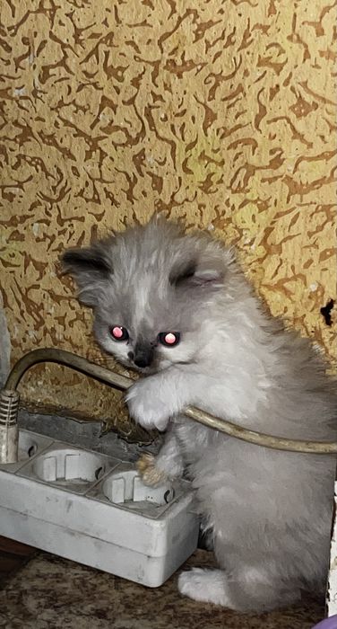 Отдадим котят в добрые руки