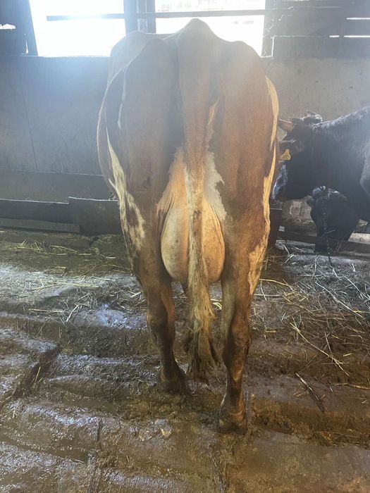 Продавам крави и телета Перник.          .