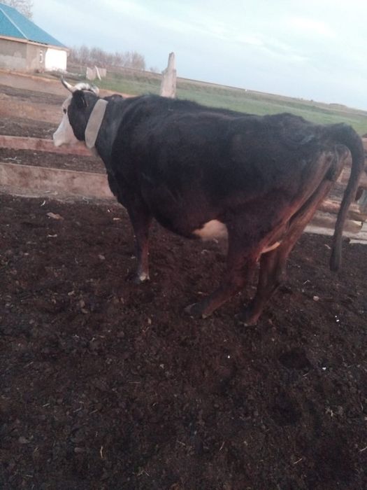 Корова стельная  .