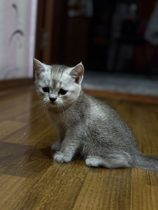 Scottish fold голубые глаза