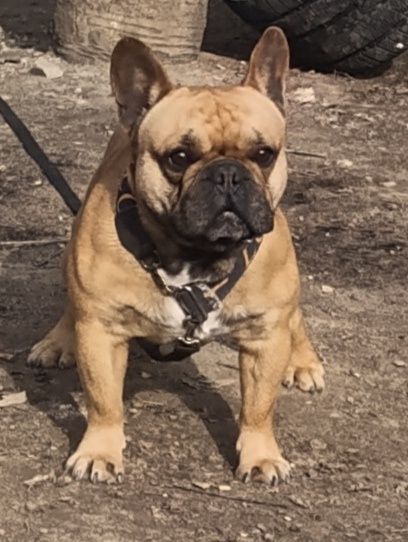 Вязка французский бульдог