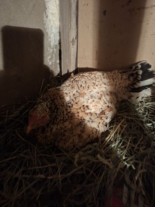 Продаётся квочка