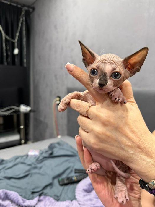 Шикарные сфинксики бамбино и эльф