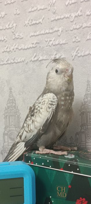 Срочно Продам Попугая Кореллу