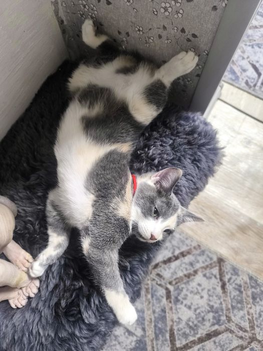 Отдам кошечку в добрые руки