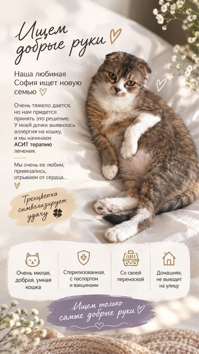 Кошка Британская вислоухая метиска