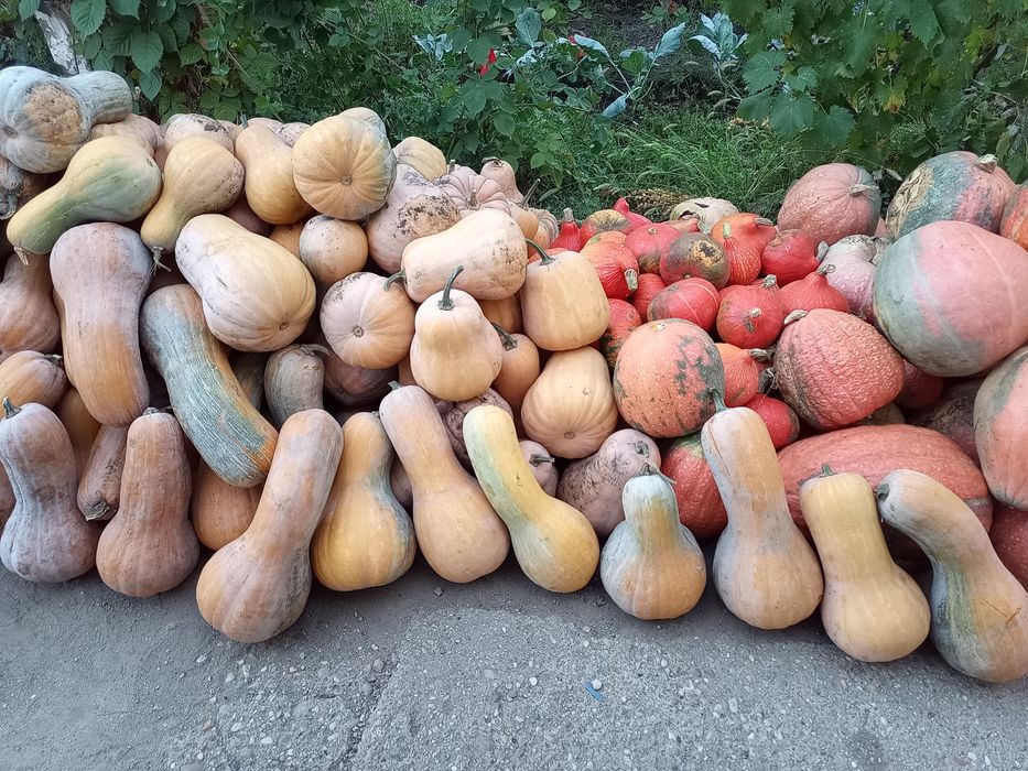 Dovleci Plăcintari Turcești și de supa&piure