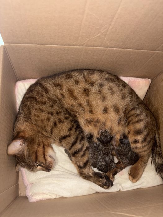 Бенгальские котята