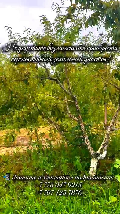 Земельный участок